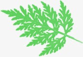手绘春天绿叶装饰植物素材