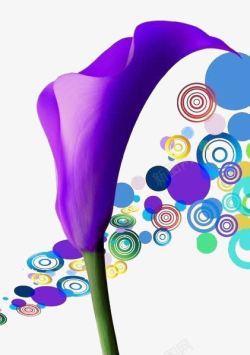 圆形前的紫色马蹄莲花朵素材