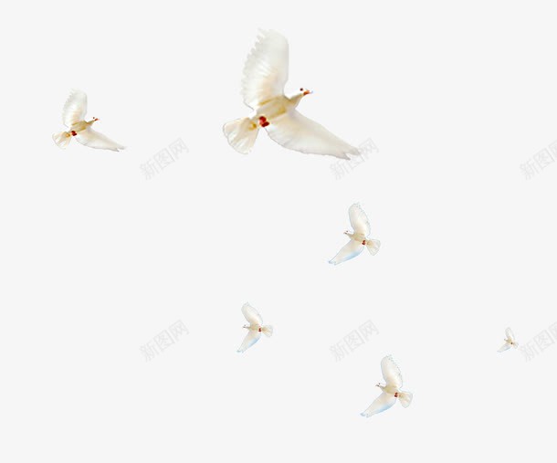 白色清新飞鸽漂浮png免抠素材_新图网 https://ixintu.com 和平鸽 清新 漂浮素材 白色 飞鸽