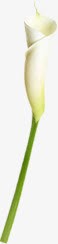 白色卷曲花朵植物png免抠素材_新图网 https://ixintu.com 卷曲 植物 白色 花朵