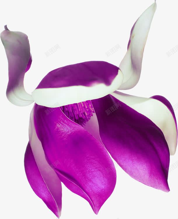 紫色可爱手绘花朵png免抠素材_新图网 https://ixintu.com 可爱 紫色 花朵
