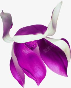 紫色可爱手绘花朵素材