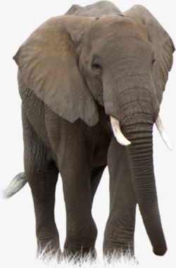灰色皮肤悠然自得的非洲象高清图片