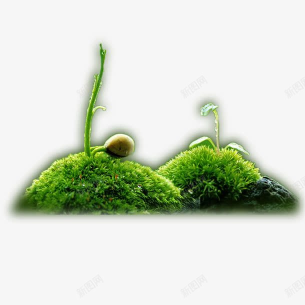 植物发芽装饰图案png免抠素材_新图网 https://ixintu.com 发芽 图案 植物 装饰 设计