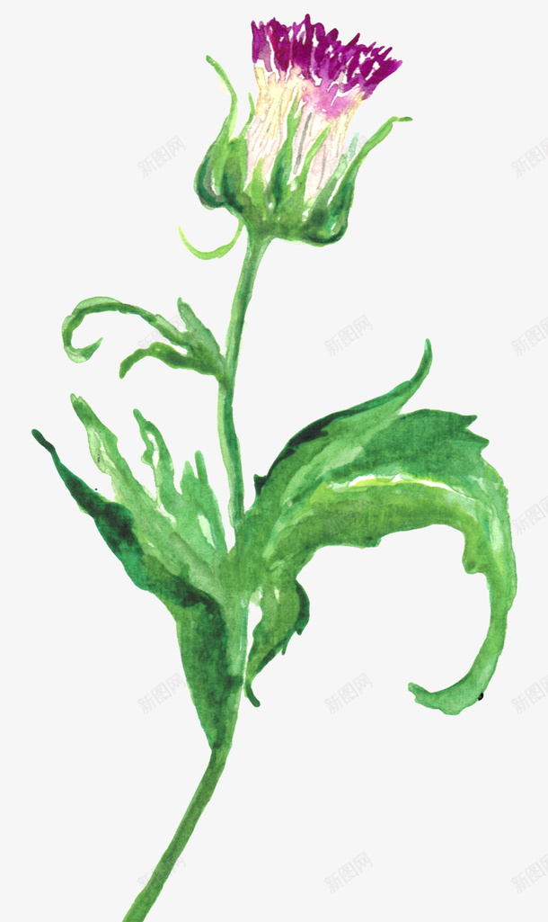 水彩一点红植物png免抠素材_新图网 https://ixintu.com 植物 花卉 花朵 贴图