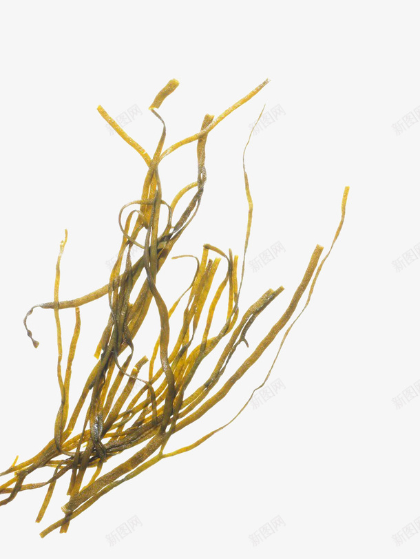 黄色海藻png免抠素材_新图网 https://ixintu.com 水藻 海洋 海澡 海生物 海藻 黄色