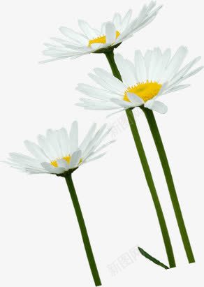夏日活动白色花朵效果png免抠素材_新图网 https://ixintu.com 夏日 效果 活动 白色 花朵