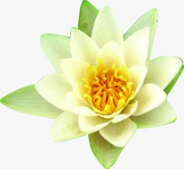 创意合成卡通植物白色花朵png免抠素材_新图网 https://ixintu.com 创意 卡通 合成 植物 白色 花朵
