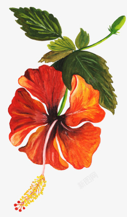 手绘绿叶和花朵素材