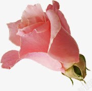 粉色美艳玫瑰花朵素材