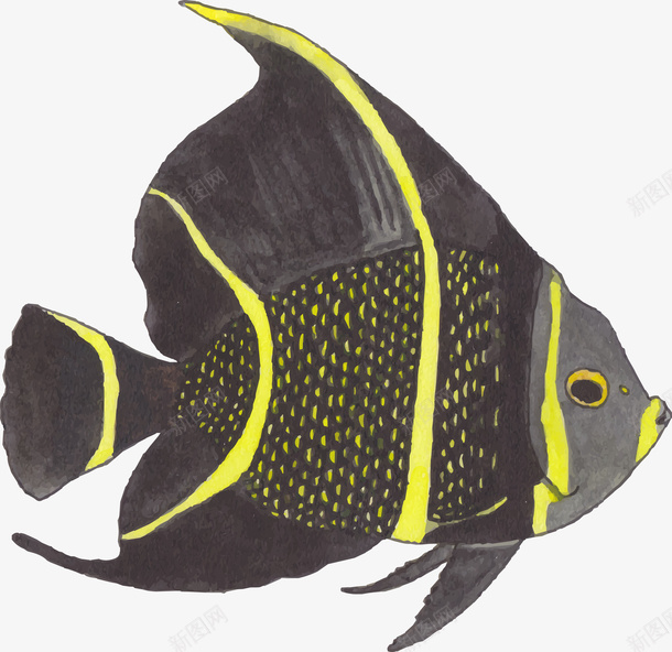 手绘黑黄相间的鱼png免抠素材_新图网 https://ixintu.com 彩色的鱼 手绘画 矢量装饰 装饰 鱼