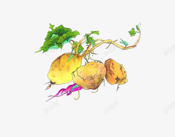 番薯png免抠素材_新图网 https://ixintu.com 农产品 地瓜 番薯 红薯苗 食物