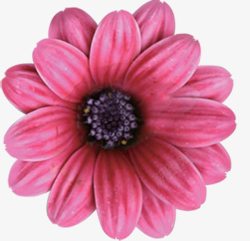 一朵花花朵花粉色花粉色素材