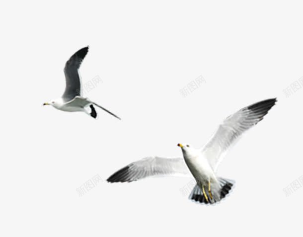 两只海鸥png免抠素材_新图网 https://ixintu.com 动物 海鸥 鸟