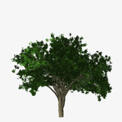 毛果槭小树大树素材