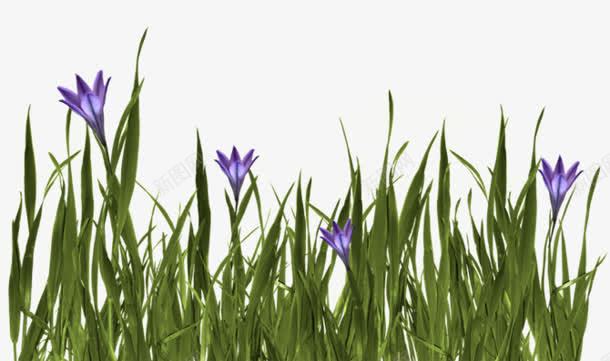清新叶子紫色花朵png免抠素材_新图网 https://ixintu.com 叶子 清新 紫色 花朵