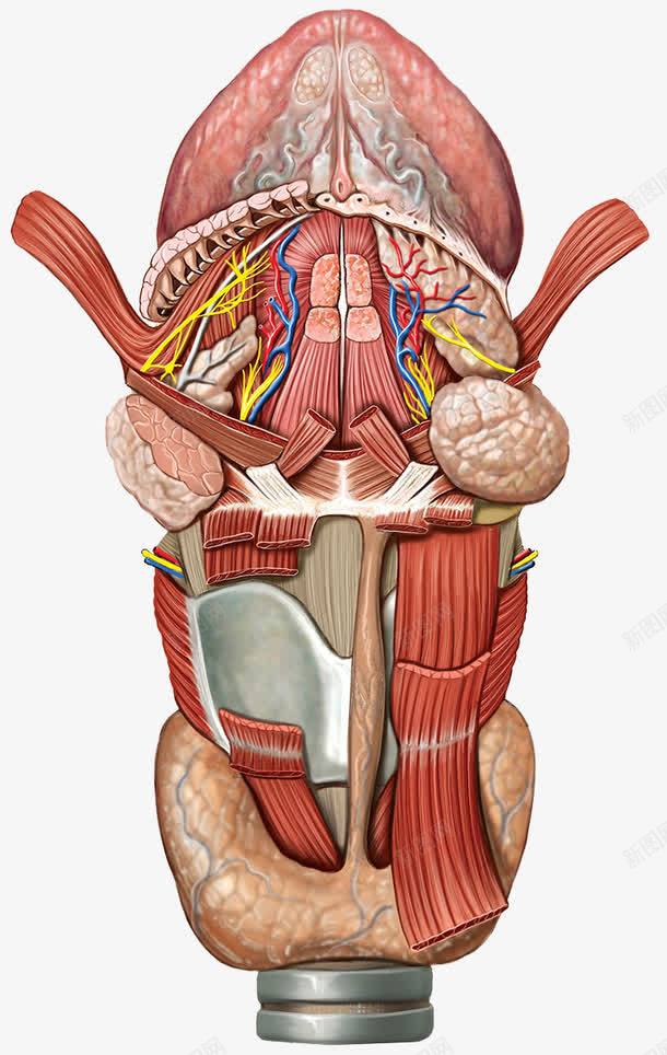 喉咙气管png免抠素材_新图网 https://ixintu.com 喉咙 甲状腺 甲状软骨 神经