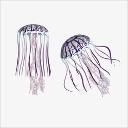 深紫色水母水母高清图片