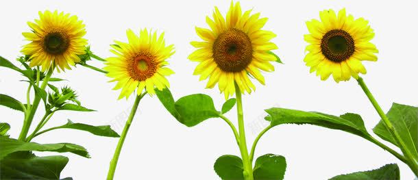 夏日海报植物黄色花朵png免抠素材_新图网 https://ixintu.com 夏日 植物 海报 花朵 黄色