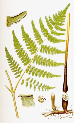 重蕨类植物素材