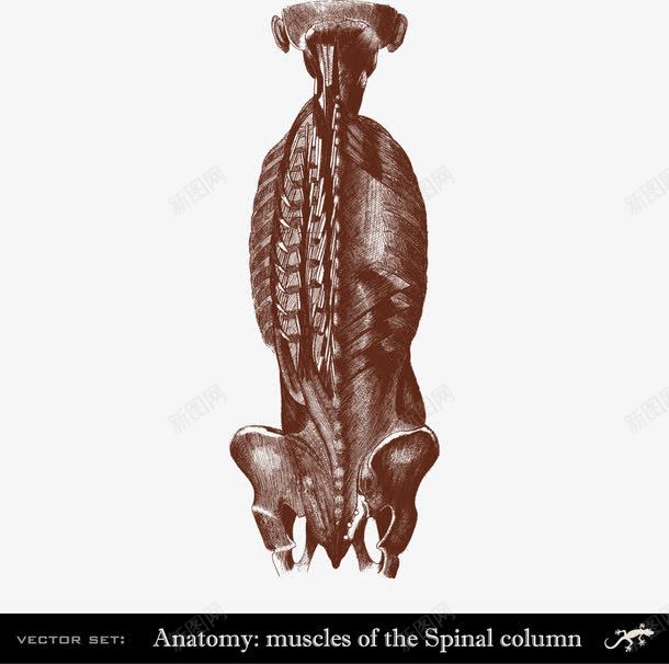 人体脊椎骨骼和肌肉分布png免抠素材_新图网 https://ixintu.com 人体研究 医学 装饰