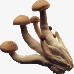 蘑菇食物装饰素材