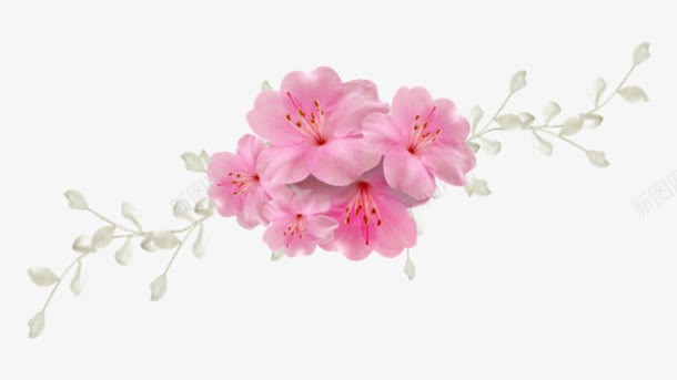 花粉红色花朵植物png免抠素材_新图网 https://ixintu.com 植物 红色 花朵 花粉