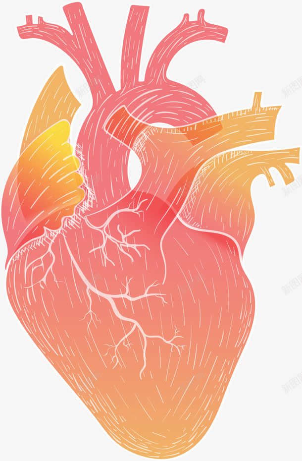 手绘人体器官心脏png免抠素材_新图网 https://ixintu.com 人体器官 器官 心脏 手绘心脏 矢量器官 矢量心脏