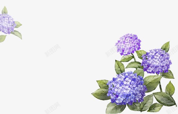 紫色花朵装饰png免抠素材_新图网 https://ixintu.com 植物装饰 浪漫花纹 花纹背景