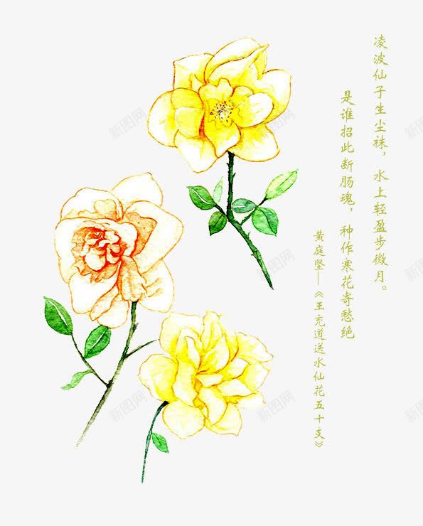 黄色水仙花png免抠素材_新图网 https://ixintu.com 水仙花 绿叶 诗词 黄色