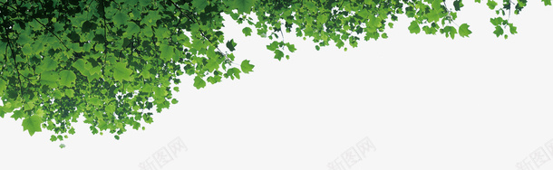 绿色的树叶png免抠素材_新图网 https://ixintu.com 枝繁叶茂 树叶 绿色