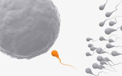 生理卵子和精子高清图片