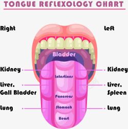 舌头与人体对应的器官素材