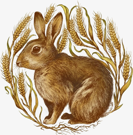 兔子png免抠素材_新图网 https://ixintu.com 网页装饰画动物