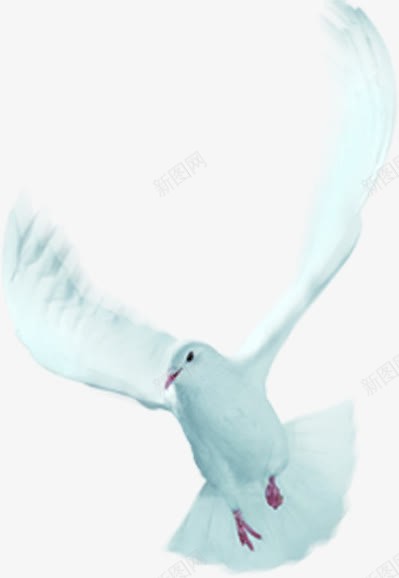 白色白鸽降落动物png免抠素材_新图网 https://ixintu.com 动物 白色 白鸽 降落