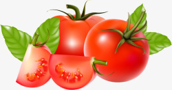 蔬菜番茄矢量图素材