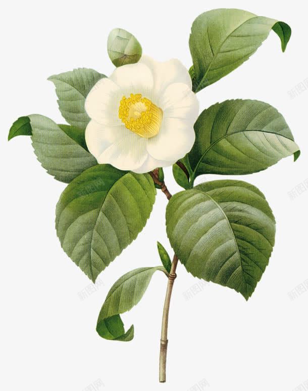 花白色花朵绿色叶子png免抠素材_新图网 https://ixintu.com 叶子 白色 绿色 花朵