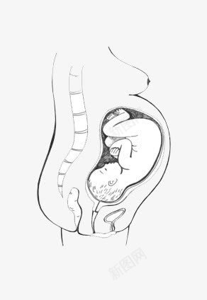 胎儿在母体里的手绘png免抠素材_新图网 https://ixintu.com 孕育 手绘 母体 胎儿