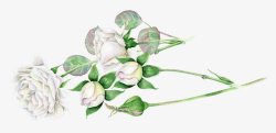 白色玫瑰花骨朵素材