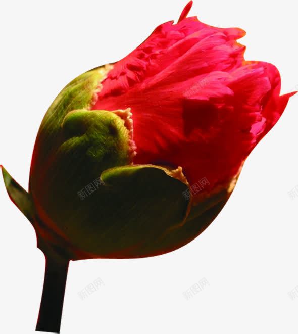 红色植物康乃馨花朵png免抠素材_新图网 https://ixintu.com 康乃馨 植物 红色 花朵