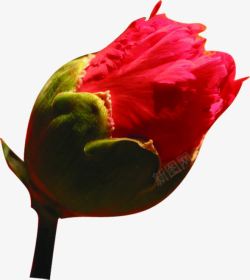 红色植物康乃馨花朵素材