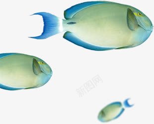 鱼群效果动物png免抠素材_新图网 https://ixintu.com 动物 效果 设计 鱼群