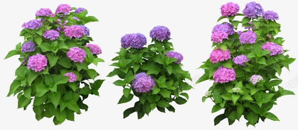 紫色花朵植物浪漫png免抠素材_新图网 https://ixintu.com 植物 浪漫 紫色 花朵