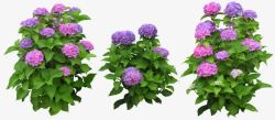 紫色花朵植物浪漫素材