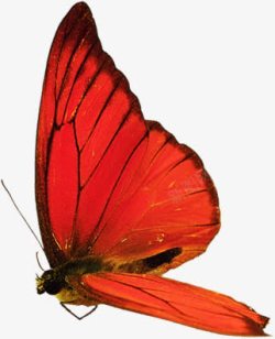 创意合成红色的蝴蝶素材