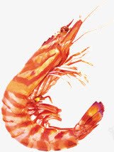 红色的小虾png免抠素材_新图网 https://ixintu.com 动物 小虾 红色