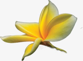 夏日植物花朵黄色效果png免抠素材_新图网 https://ixintu.com 夏日 效果 植物 花朵 黄色