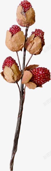 红色覆盆子植物水果素材