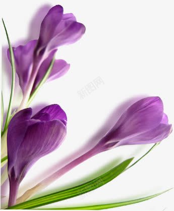 紫色植物花朵服装海报png免抠素材_新图网 https://ixintu.com 服装 植物 海报 紫色 花朵