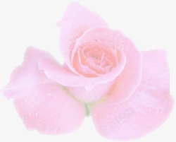 手绘粉色玫瑰花朵婚礼素材